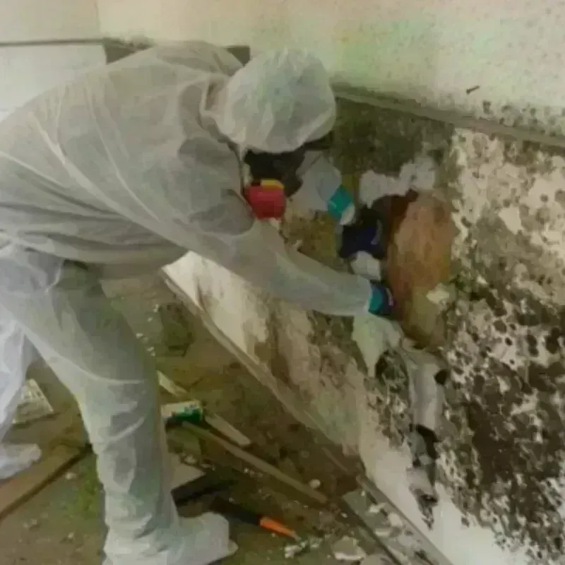 Mold Remediation and Removal in Penbrook, PA